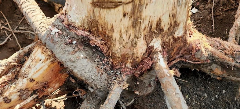 สารป้องกันและกำจัดโรคพืช (Fungicides)