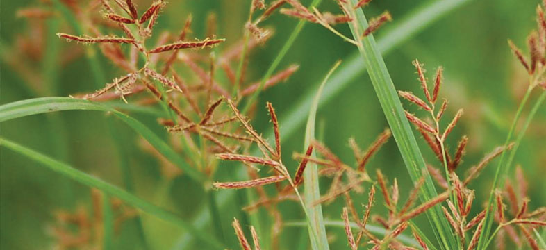 สารกำจัดวัชพืช (Herbicides)