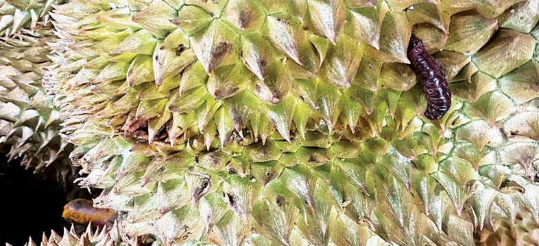 สารป้องกันและกำจัดแมลง (Insecticides)