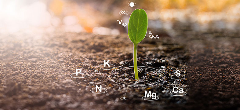 ฮอร์โมนและธาตุอาหาร (Plant-Hormones-and-Nutrients)
