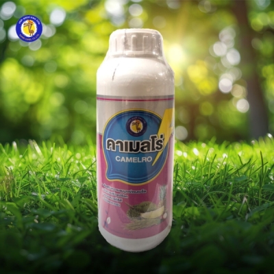 คาเมลโร่